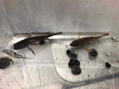 やっぱり釣れる釣りを、、、