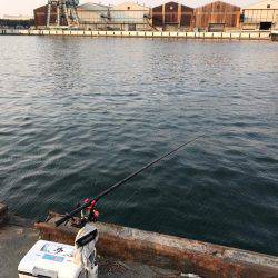 南港のハネ 高活性‼︎