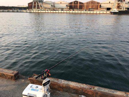 南港のハネ 高活性‼︎