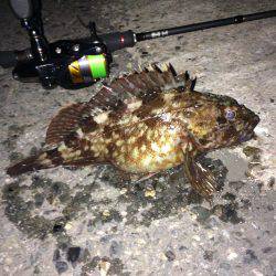 メバリングでシーバス