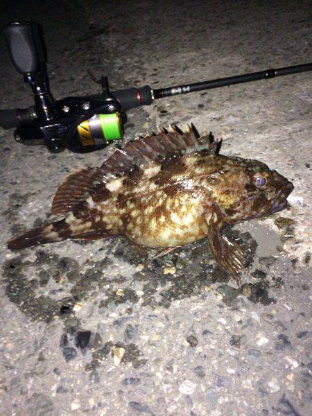 メバリングでシーバス