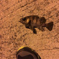 妻鹿漁港でメバリング