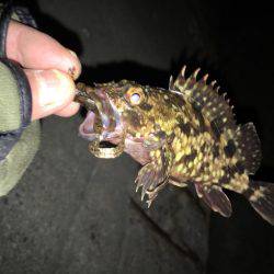 舞洲癒しのガシラ