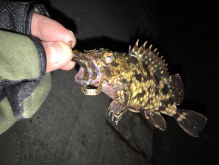 舞洲癒しのガシラ