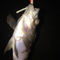 癒しのチビメバル