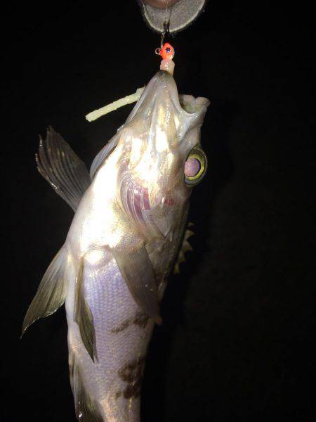 癒しのチビメバル