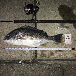 シーバスとチヌ狙いが…