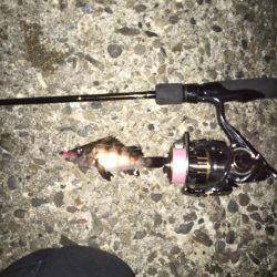 メバリング調査