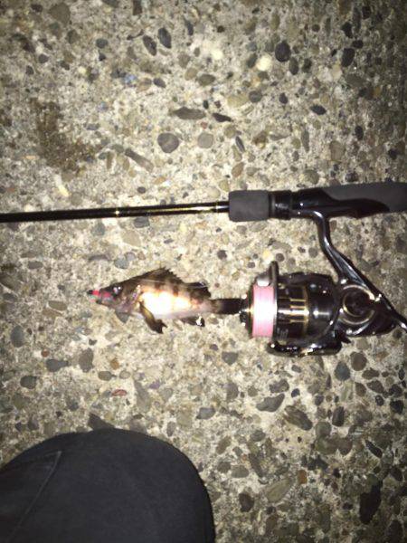 メバリング調査