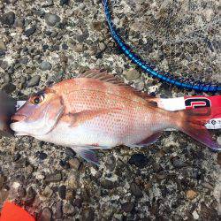 ノッコミマダイ連続Get!