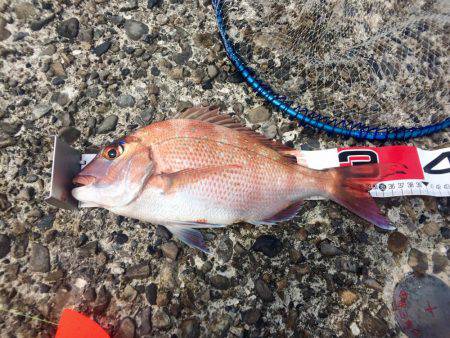 ノッコミマダイ連続Get!