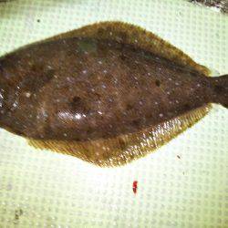 イカメタル&ヒラメ