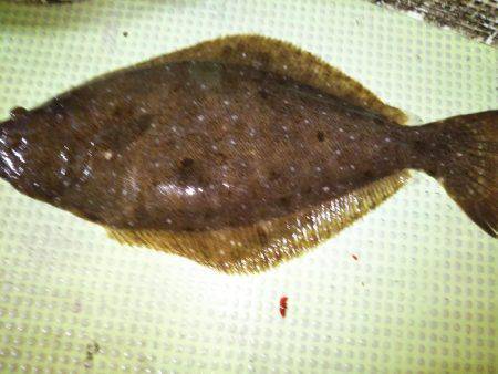 イカメタル&ヒラメ