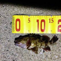 やっと釣れました