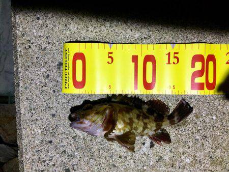 やっと釣れました