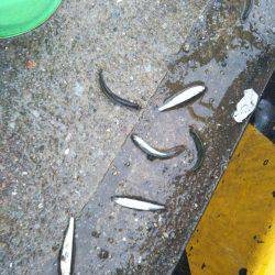 久しぶりのサビキ釣り