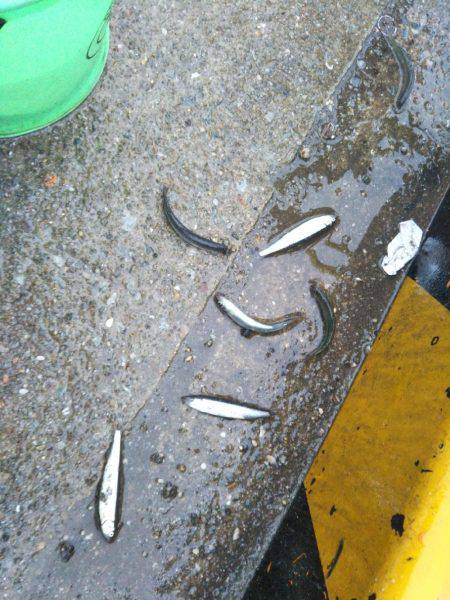 久しぶりのサビキ釣り