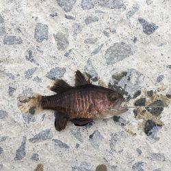 遠征ガッシー^_^