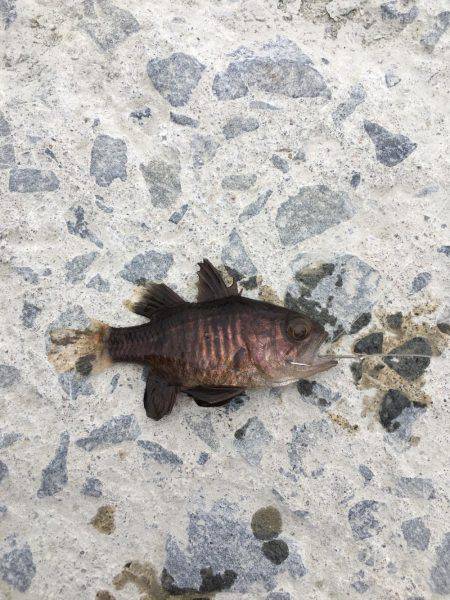 遠征ガッシー^_^