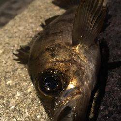 満潮で荒れてました。