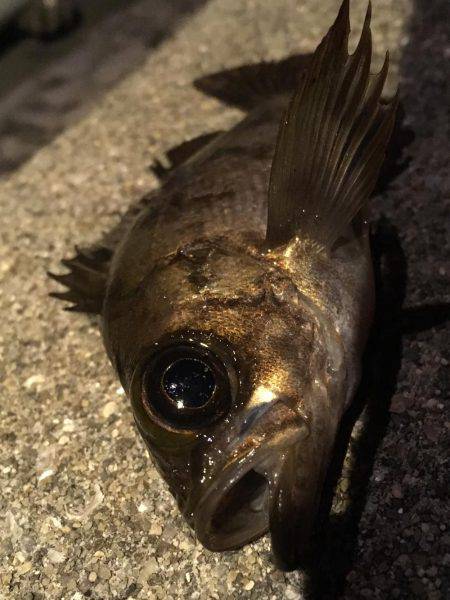 満潮で荒れてました。