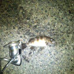 メバルプラッキング