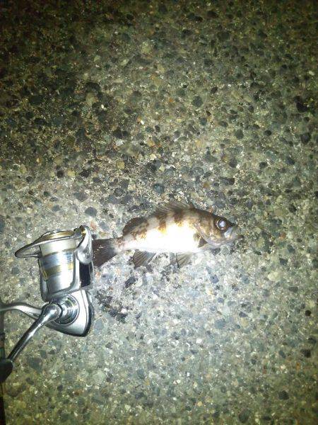 メバルプラッキング