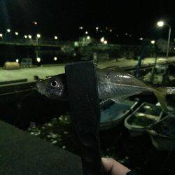 アジング@福良漁港