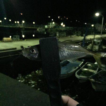 アジング@福良漁港