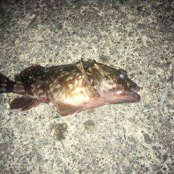 ラパラでガシラ