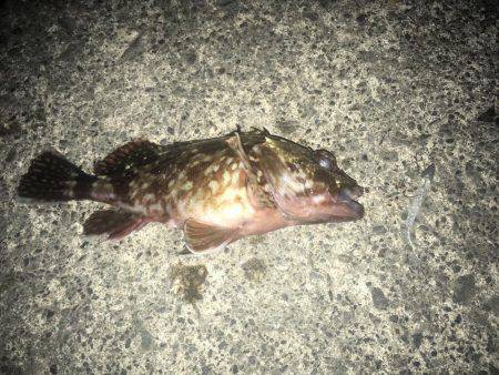 ラパラでガシラ