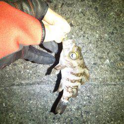 ワームとプラグでメバル