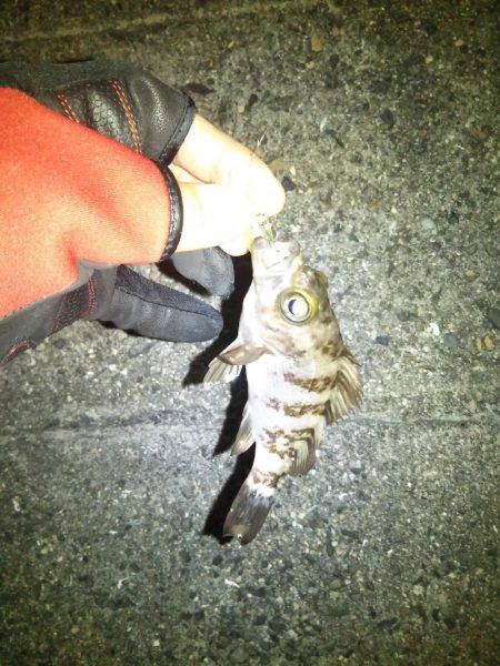 ワームとプラグでメバル