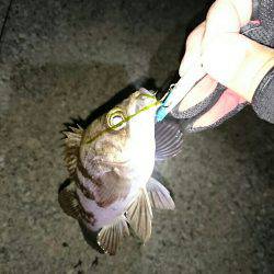 プラッキングメバル