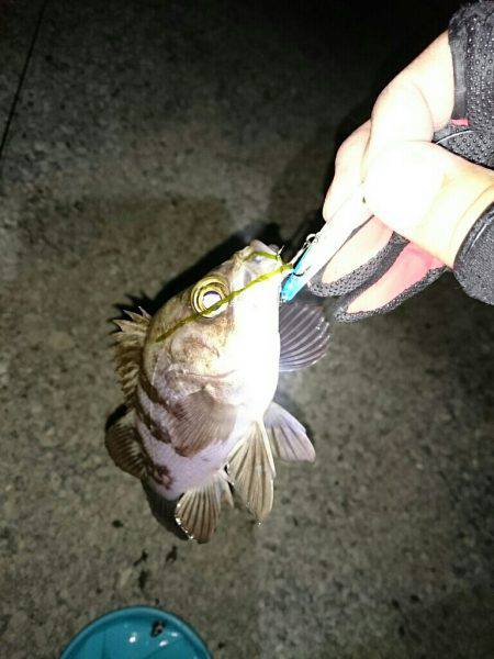 プラッキングメバル