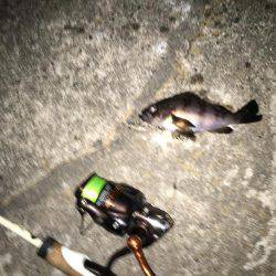 プラッキングメバル