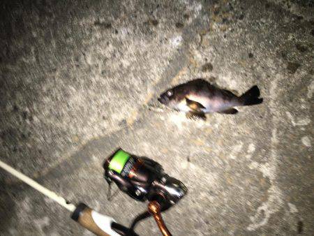 プラッキングメバル