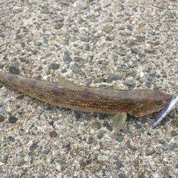 ショアジギング