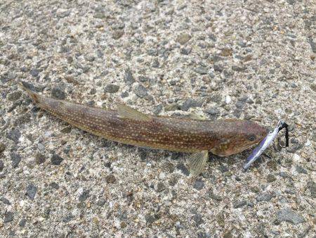 ショアジギング