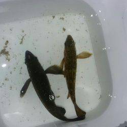 ボラまみれのなか…