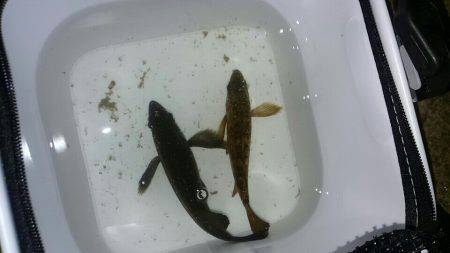 ボラまみれのなか…