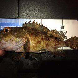 ある意味、五目釣り（笑）