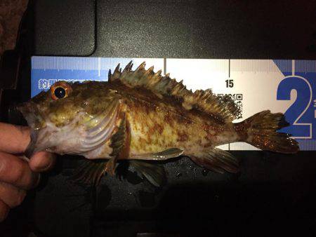 ある意味、五目釣り（笑）