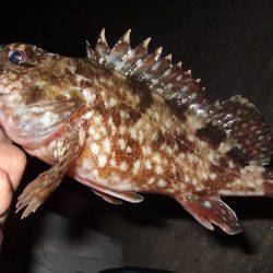 ガッシーの良型が釣れました。