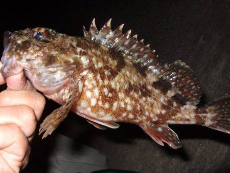 ガッシーの良型が釣れました。