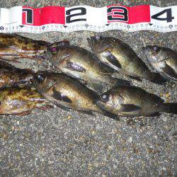 夕方～エビ撒き釣りでメバル調査