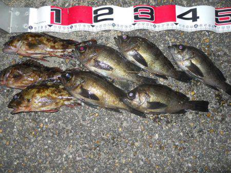 夕方～エビ撒き釣りでメバル調査