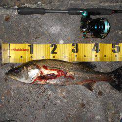 完全にマイクロベイトパターン