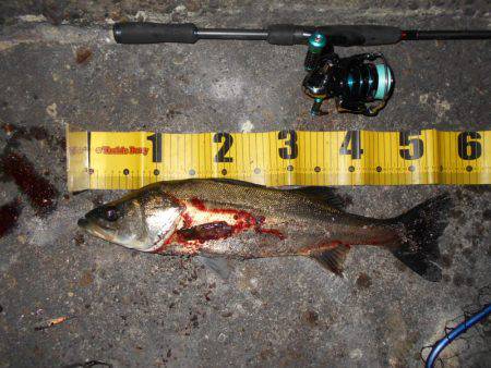 完全にマイクロベイトパターン