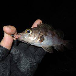 小さいながらも反応出て来ました。